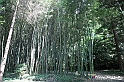 VBS_1553 - Castello di Miradolo - Mostra Oltre il giardino l'Abbecedario di paolo Pejrone